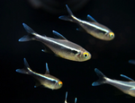 Black Neon Tetra