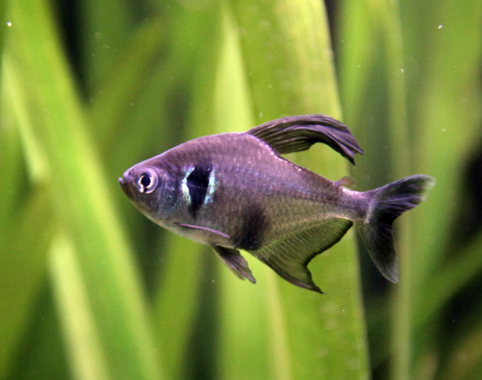 Black Phantom Tetra
