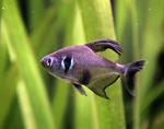 Black Phantom Tetra