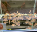 Black Phantom Tetra