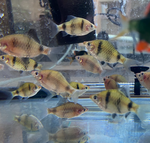 Black Ruby Barb – Pethia nigrofasciata