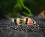 Black Ruby Barb – Pethia nigrofasciata