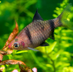 Black Ruby Barb – Pethia nigrofasciata