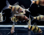 Black Ruby Barb – Pethia nigrofasciata