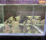 Blue Angelfish – Small