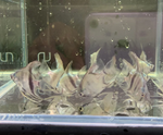 Blue Angelfish – Small