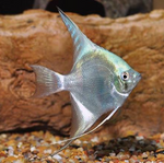 Blue Angelfish – Small