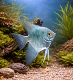 Blue Angelfish – Small