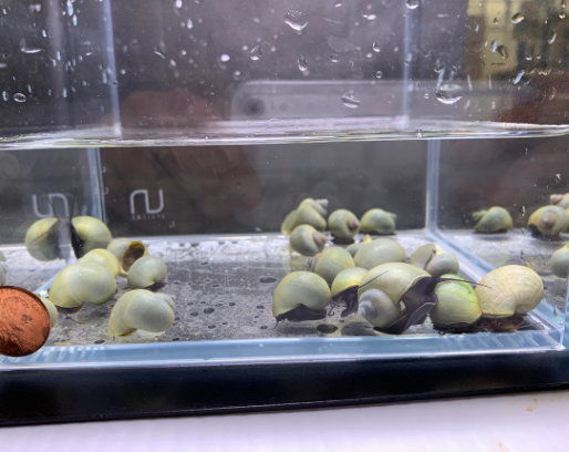Blue Mystery Snail