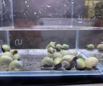 Blue Mystery Snail