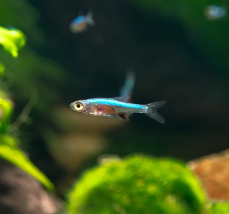 Blue Neon Rasbora