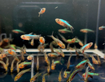 Blue Neon Rasbora