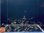 Blue Neon Rasbora