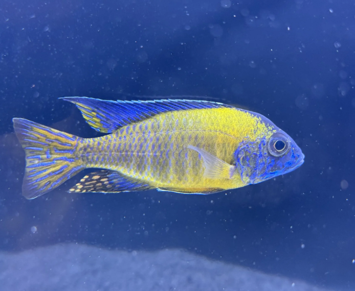 Blue Neon Peacock Cichlid