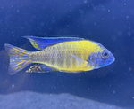 Blue Neon Peacock Cichlid