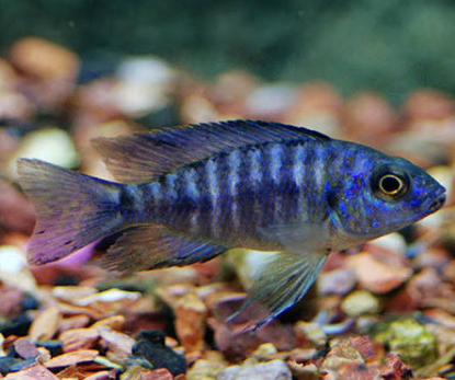 Blue Peacock Cichlid