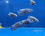 Blue Peacock Cichlid
