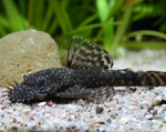 Bushy Nose Pleco (1")