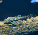 Bushy Nose Pleco (1")