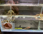 Bushy Nose Pleco (1")