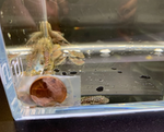 Bushy Nose Pleco (1")