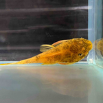 Calico Bushynose Pleco