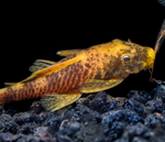 Calico Bushynose Pleco
