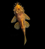 Calico Bushynose Pleco