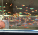 Cardinal Tetra