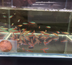 Cardinal Tetra
