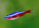 Cardinal Tetra
