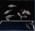 Checkered Barb – Oliotius oligolepis