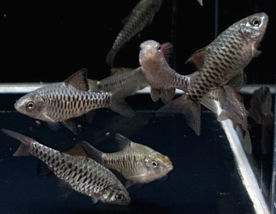 Checkered Barb – Oliotius oligolepis