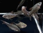 Checkered Barb – Oliotius oligolepis