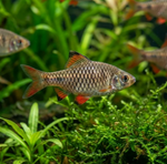Checkered Barb – Oliotius oligolepis