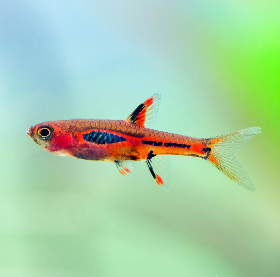 Chili Rasbora