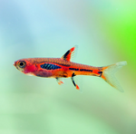 Chili Rasbora