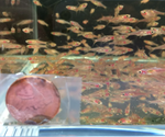 Chili Rasbora