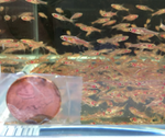 Chili Rasbora
