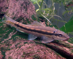 Chinese Algae Eater – Gyrinocheilus aymonieri