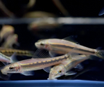 Chinese Algae Eater – Gyrinocheilus aymonieri
