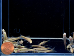Chinese Algae Eater – Gyrinocheilus aymonieri