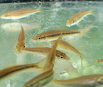 Chinese Algae Eater – Gyrinocheilus aymonieri