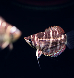 Crossband Chocolate Gourami