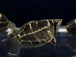 Crossband Chocolate Gourami