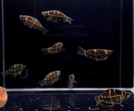 Crossband Chocolate Gourami