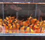 Clown Loach (1.5–1.75")