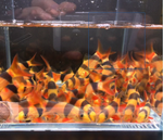 Clown Loach (1.5–1.75")