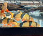 Clown Loach (1.5–1.75")