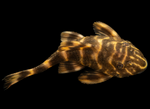 Clown Pleco (L104) – Panaqolus maccus